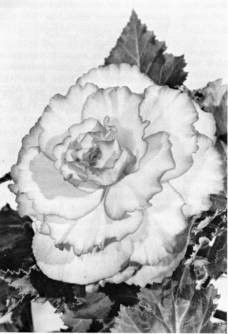 B. ‘Picotee’